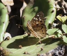 Moth Butterfly Cactus