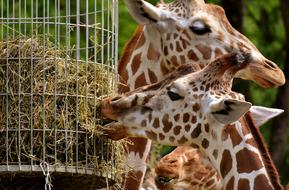 pair of giraffes eating grass at the zoo