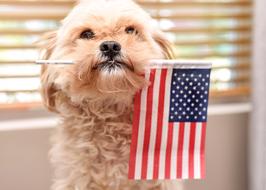 dog holding a flag in its mouth