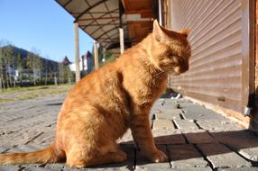 red cat with closed eyes on the pavement