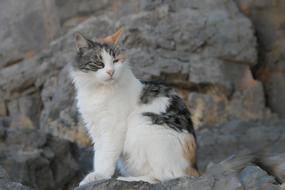 Cat Domestic Pet