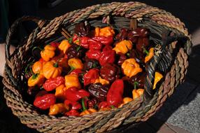 Dry peppers in a basket
