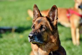 Schafer Dog Guard