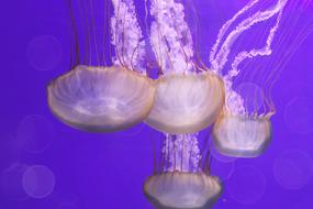 Violet Purple Jellyfish