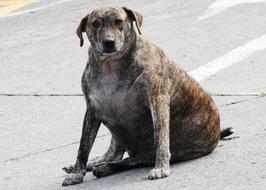big dog on the road