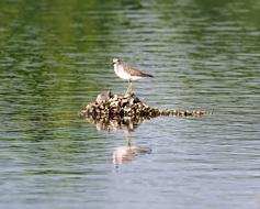 Sand Piper Bird
