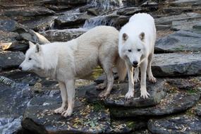 Wolves Whites Animal