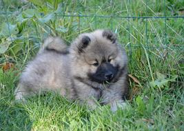 Dog Puppy Pup Eurasier Olaf blue