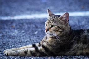 lying cat on the pavement