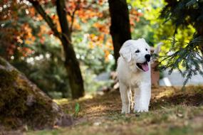 Dog Puppy Sheep-Dog
