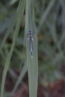 Horseshoe-Azure Bridesmaid insect