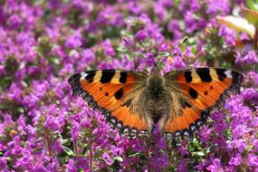 Little Fox Butterfly Insect closeup view