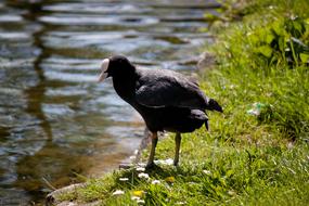 Water Bird Nature Animal world