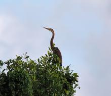 Purple Heron Bird