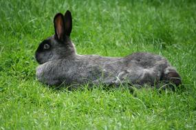 gray rabbit resting in the grass