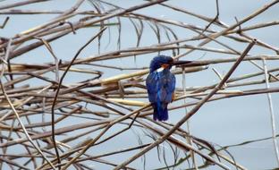 Bird Common Kingfisher Alcedo