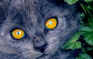 Bright Eyes Kitten Cat
