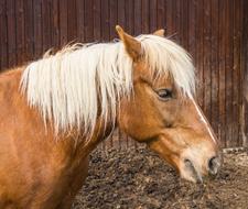 Horse Animal Brown