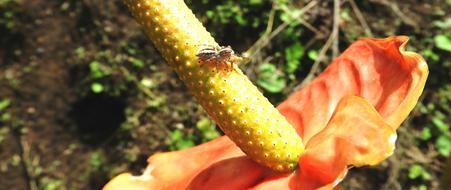 Macro Insect Spider Hunter