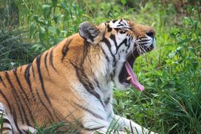 yawning tiger on the grass
