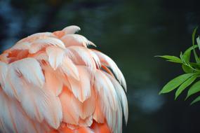 Flamingo Feather Pink