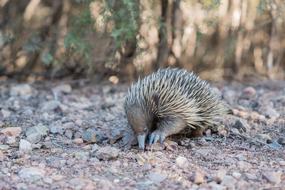 Echidna Spiny Anteater