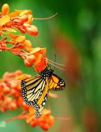Insect Butterfly Close Up