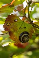 Colorful and beautiful snail, on the colorful leaf, on the plant, in autumn