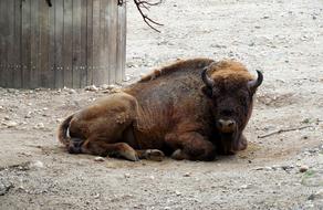 Bison Rest