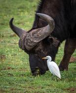 Buffalo Cattle Egret Symbiosis