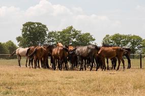 scene of Horses Herd