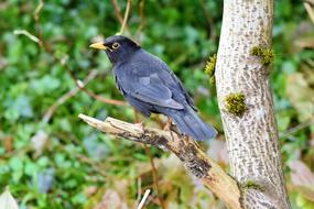 Blackbird Bird Songbird