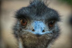 Bird Eyes Bill