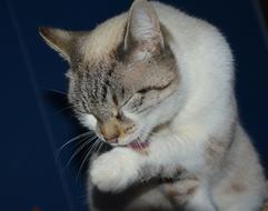Cat Pussy Licks