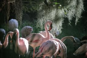 pink Flamingo Birds