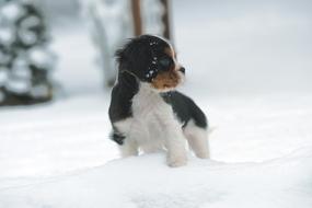 cavalier puppy in the snow