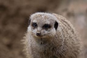 Meerkat Close-Up