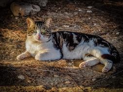 Cat Stray Eyes