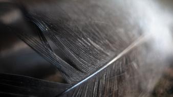 Feather Macro Bird Close up