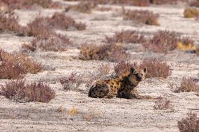 Hyena Vessel-Ray Pits Spotted