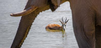 wild animals on the pond