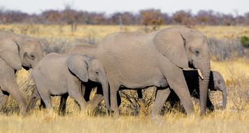 Elephant Family Baby
