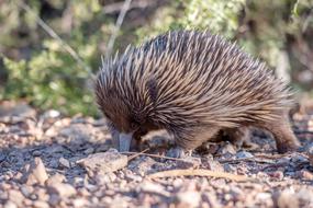 Echidna Monotreme Mammal in wildlife