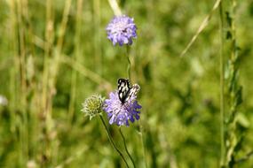 Butterfly Melanargia galathea macro blur