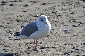 seagull on gray sand