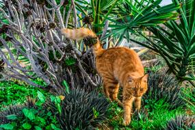 Cat in the garden nature