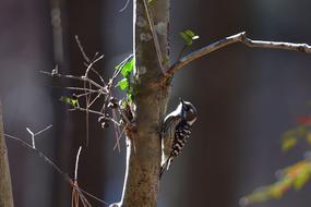 Outdoors Natural Wild Animals