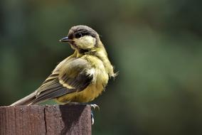Tit Songbird Small Bird