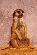 Meerkat Zoo Mammal
