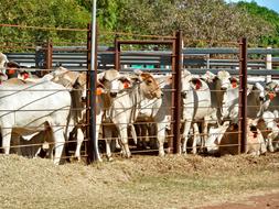 cattle in a pen